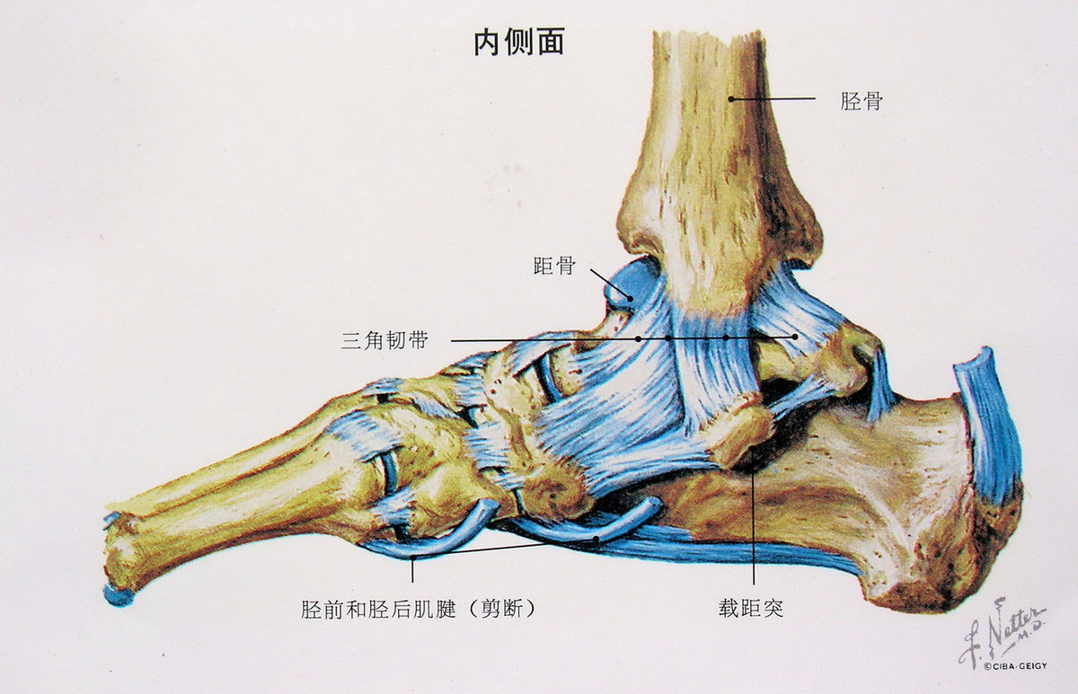 胫侧副韧带为一强韧的三角形韧带,又名三角韧带,位于关节的内侧.