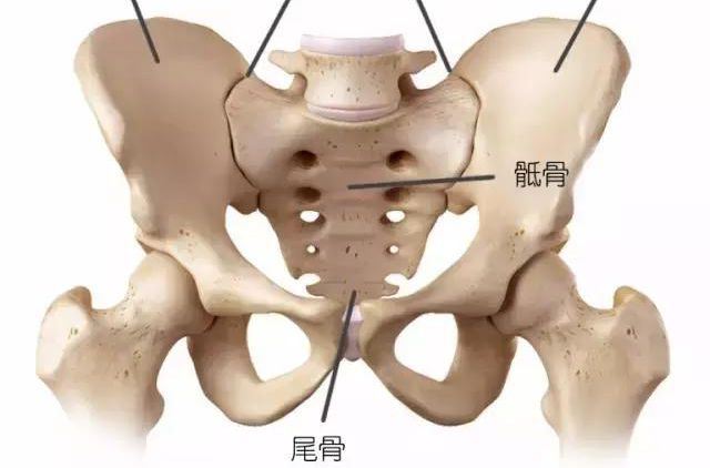 骶结节韧带为一坚强的纤维束,起点较宽,一部与骶髂后韧带相融合,由髂